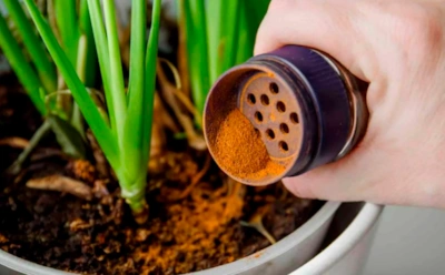 Эту специю с кухни цветоводы хвалят все чаще: простой способ поддержать комнатные растения