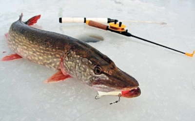 Лунки наобум — пустая трата времени: где щука в декабре реально ждет своего крючка