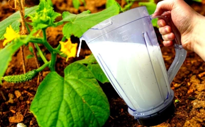 Рис, молоко и немного терпения: как приготовить домашний ЭМ-препарат для участка