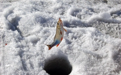 Не силикон и не блесна: простой продукт с кухни заставляет рыбу клевать даже морозной зимой