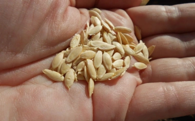 Урожай начинается задолго до посадки: как надолго сохранить семена в холодильнике и морозилке