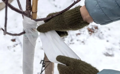 Мороз не враг, а грызуны — да: простой способ спасти плодовые деревья зимой