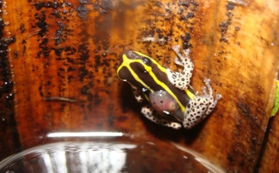 Миниатюрная, яркая и не из этой компании: старая лягушка оказалась новым видом