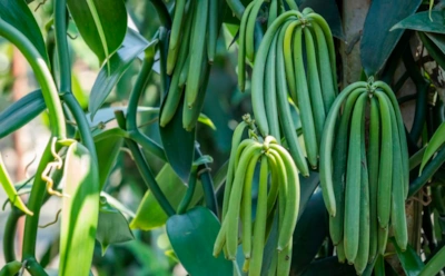Ваниль растет не только в тропиках: как вырастить ароматную лиану прямо в квартире