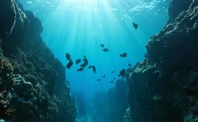 Что залегает на дне океана: ученые обнаружили редкие металлы, которые могут изменить технологии