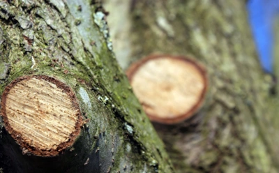 Грибки ждут именно этого момента — но один раствор из аптеки меняет судьбу срезов