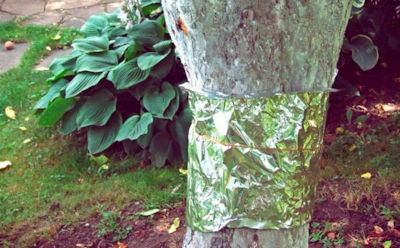 Тихий прием против садовых диверсантов: простая защита деревьев, о которой мало кто вспоминает