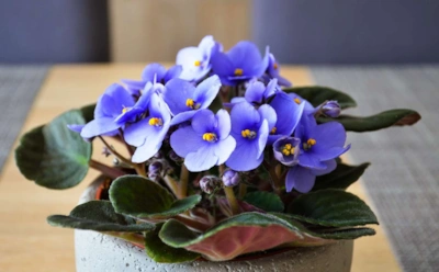 Листья бледнеют, бутонов все меньше: чем мягко простимулировать фиалки без химии