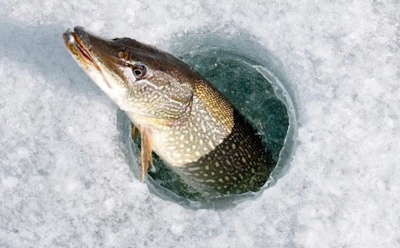 Пока бур гремит, щука привыкает: почему ряд лунок приносит улов даже в глухозимье