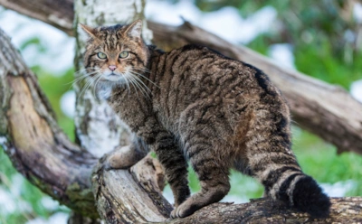Любимцы превратились в угрозу природе: почему Новая Зеландия официально объявила войну диким кошкам