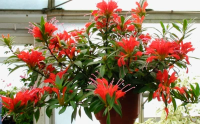 Эсхинантус не капризный, но требовательный: какие условия делают его ярким, а не унылым