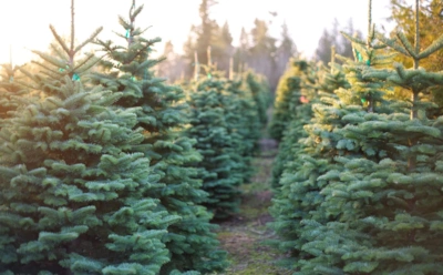 Привычная ель скрывает интересные факты: чем на самом деле уникально главное дерево зимы
