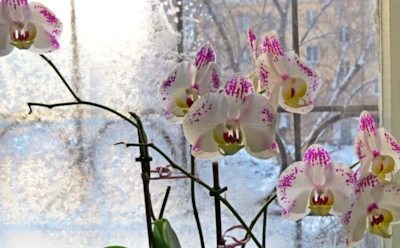 Даже здоровая орхидея страдает в холода: зимние ошибки, из-за которых гнутся листья и гибнут корни