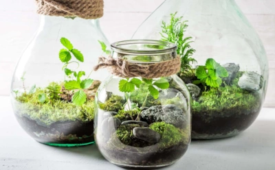 Стеклянная банка способна жить своей жизнью: тонкие нюансы при сборке домашнего террариума
