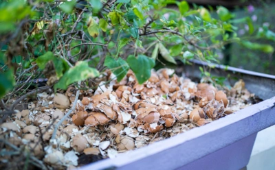 Компостная куча может быть золотом или мусором — решает содержимое