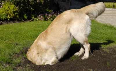 Собачьи тайники выглядят забавно только для людей: что на самом деле скрывает древний инстинкт питомцев