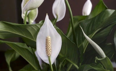 Листья растут, цветов нет: что подлить спатифиллуму, чтобы он наконец зацвел
