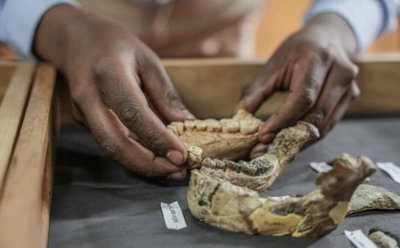 Историю человечества переписали заново: у знаменитой Люси был сосед с другим телом и образом жизни