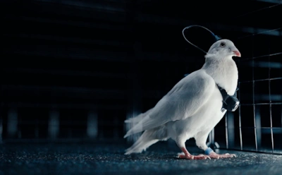 Вроде обычные голуби, а внутри — нейроэлектроды и связь с оператором: новые биодроны появились в России