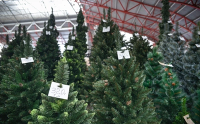 Следите за плюсами — выбирайте дерево по душе: достоинства и недостатки натуральных и искусственных елок