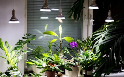 Комнатные растения сдают зимой: как вернуть им силы и цвет без весеннего солнца