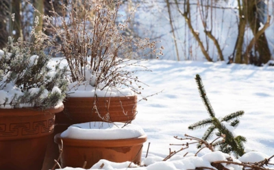 Если пропустить декабрь, весной будет поздно: ключевые дачные задачи, которые нужно успеть решить до Нового года