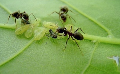 Тлю разносят именно они: как избавиться от муравьев на участке без дорогой химии