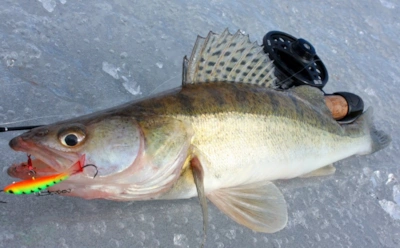 Клюет даже в мороз: что важно учесть при ловле судака зимой