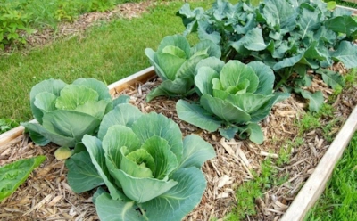 Мухи делят грядки — но простые дачные приемы ломают их планы