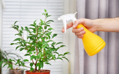Опрыскивание помогает не всем и не всегда: как правильно увлажнять растения зимой