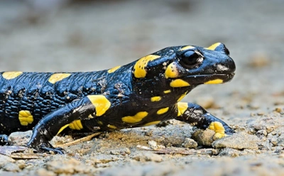 Каждый тритон саламандра, но не наоборот: необычная деталь, которая ломает привычное представление