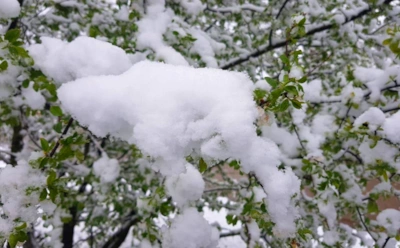Снег может быть врагом, а не защитой: что срочно сделать на участке после снегопада