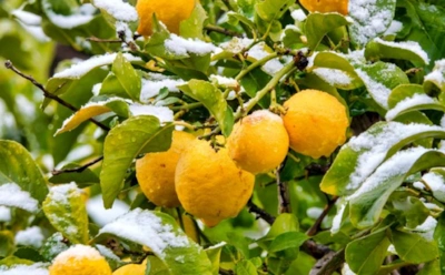 Не всем витамин С идет на пользу: кому апельсины и лимоны могут серьезно навредить