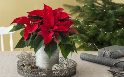 Вы все делали не так еще по дороге домой: из-за чего пуансеттия сбрасывает листья почти сразу