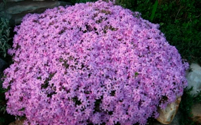 Минимум ухода, максимум эффекта: подзимний посев флокса, который оправдывает ожидания