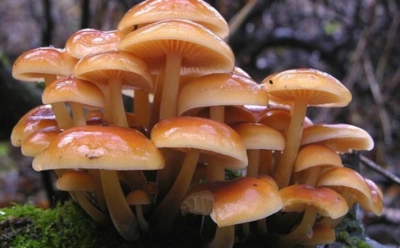 Снег выпал, а корзины все равно полные: почему опытные грибники выходят в лес в декабре