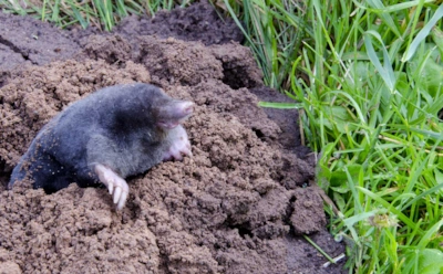 Зимой огород не спит — и вредители тоже: как остановить мышей и кротов, пока они не испортили участок