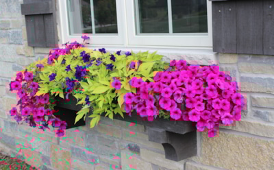 Не успели в январе — остались без цветов: главный секрет ранней петунии