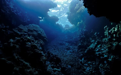 Руду искали — жизнь нашли: неожиданная находка на дне Тихого океана шокировала ученых