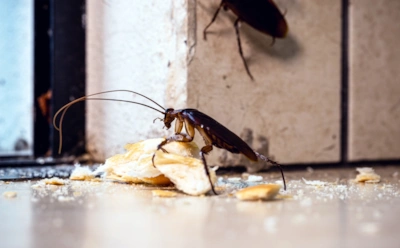 Дом станет непригодным для тараканов: простой подход, который лишает непрошеных гостей всяких шансов