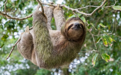 Они никуда не торопятся и выигрывают: животные-рекордсмены, доказавшие, что выживает не только самый быстрый