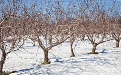 Снег может не только согревать, но и губить корни: возьмите на вооружение простой прием, который спасает деревья в морозы