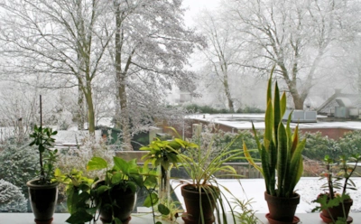 Вы поливаете неправильно всю зиму: привычки цветоводов, от которых гибнут корни растений