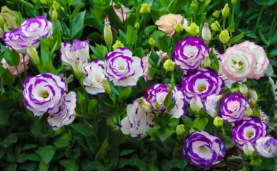 Не ждите весны, если хотите яркую клумбу: что сеют в декабре ради ранних бутонов