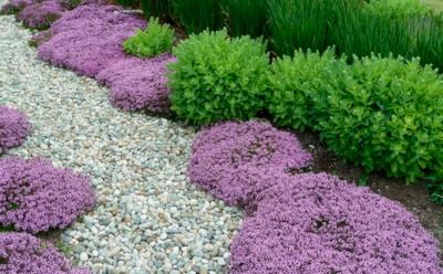 Мечта ленивого дачника становится реальностью: альтернатива газону, не требующая косилки