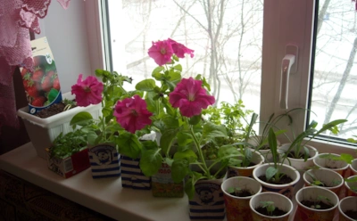 Посеяли слишком рано — пожалели позже: что важно знать о сроках выращивания рассады цветов