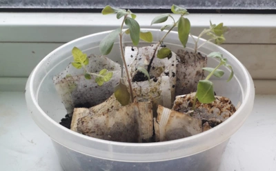 Чай выпили — рассаду вырастили: неожиданный способ проращивания семян без лишних затрат