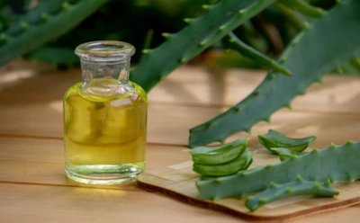 Старый садовый прием снова в деле: как сок столетника усиливает всхожесть семян