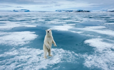 Климат меняет белых медведей изнутри: ученые увидели перестройку ДНК в реальном времени