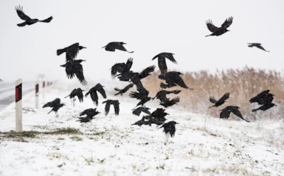 Зима заставляет держаться вместе: удивительные примеры сплоченности в дикой природе